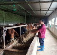 Mô hình chăn nuôi bò của gia đình ông Dương Thành Chung ở thôn Mưỡu Giáp xã Gia Xuân