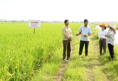 Phương pháp thâm canh lúa SRI có nhiều ưu điểm so với quảng canh được triển khai tại HTX Cộng Thành, xã Chất Bình, huyện Kim Sơn