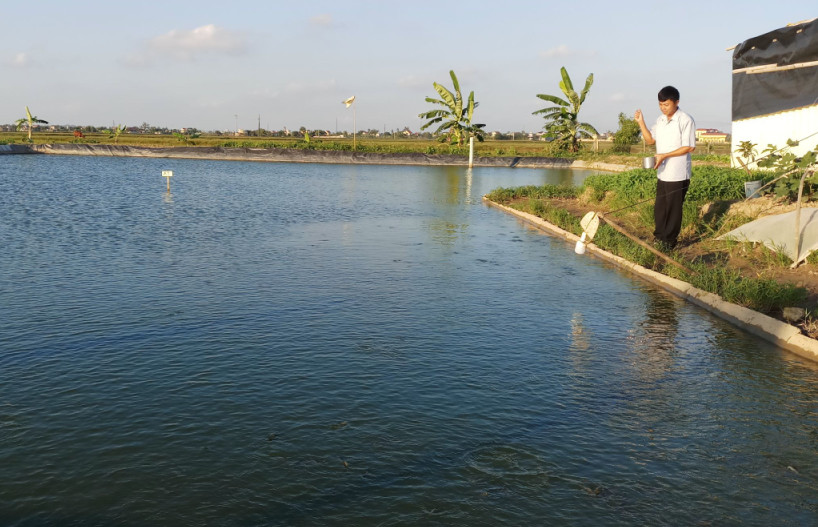 Gia đình ông Mai Quang Kìn xã Yên Hòa, huyện Yên Mô, nuôi cá Chạch sụn hiệu quả và được liên kết trong bao tiêu sản phẩm