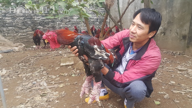 Nhờ nuôi gà Đông Tảo mà gia đinh anh Đinh Văn Chúc có nguồn thu nhập hàng trăm triệu mỗi năm. Trong ảnh, anh Chúc giới thiệu một con gà trống Đông Tảo nuôi bán Tết
