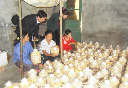Nông dân Thanh Hóa học nghề trồng nấm.