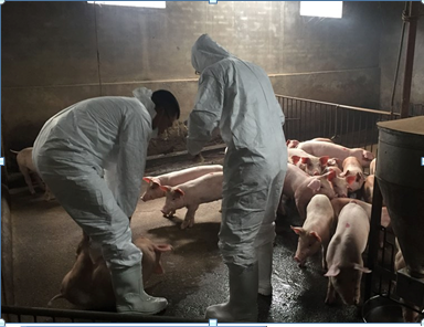 Cán bộ vùng II, Cục Thú Y, lấy mẫu xét nghiệm trên đàn lợn tại hộ gia đình ông Nguyễn Văn Khanh, thôn Mậu Lâm, xã Đông Đô (Hưng Hà, Thái Bình). Ảnh: Thu Hoài – TTXVN