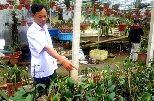 Vườn hoa phong lan của anh Phạm Văn Tỵ tại xã Hồi Ninh, huyện Kim Sơn.