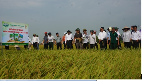 các đại biểu thăm quan sử dụng phân bón Sông Gianh tại ruộng lúa của gia đình ông Nguyễn Văn Lưu - hội viên, nông dân xã Yên Phong (Yên Mô).