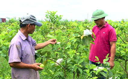 Trồng cây ăn quả xung quanh ao giúp các thành viên HTX Kim Tiến tăng thêm thu nhập.