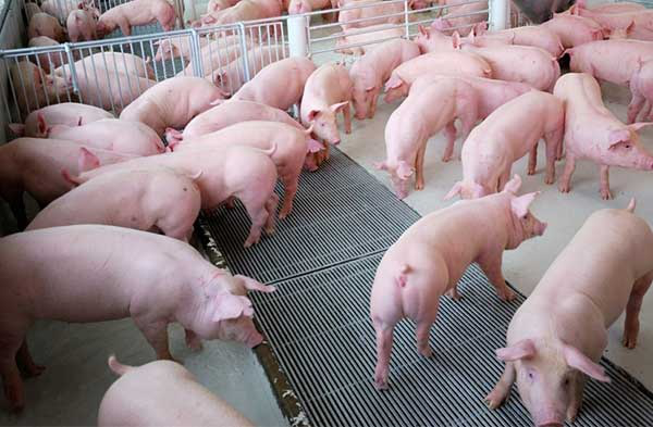 Chế phẩm sinh học trong chăn nuôi có thể ngăn chặn  dịch tả lợn Châu Phi (Ảnh minh họa: KT)