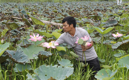 Mô hình trồng sen, nuôi cá rô tại xã Trường Yên, huyện Hoa Lư. Ảnh: T.G
