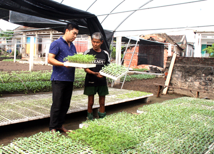 Ông Vũ Văn Lương (phải) kiểm tra chất lượng cây rau giống gieo trên khay trước khi xuất bán.