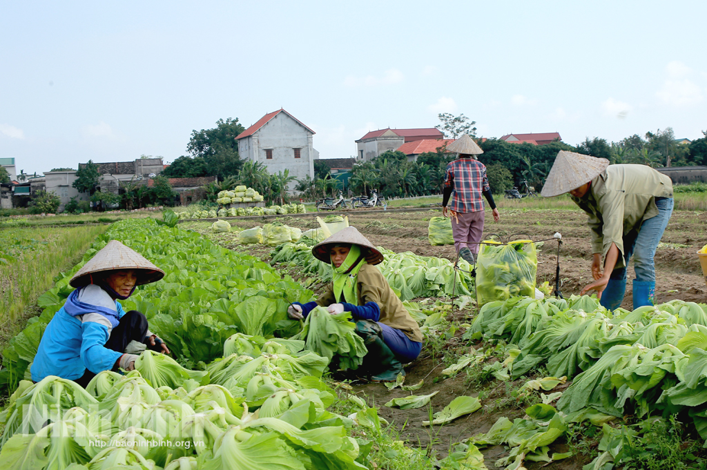 Nông dân Yên Khánh thu hoạch sớm một số cây trồng vụ đông.