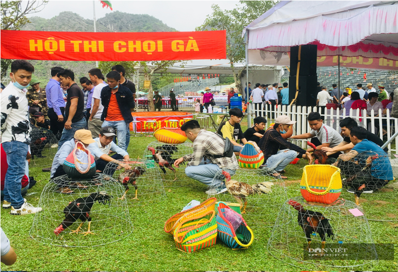 Hội thi chọi gà do Hội Nông dân tỉnh Ninh Bình tổ chức thu hút đông khách du lịch tới xem. Ảnh: Vũ Thượng
