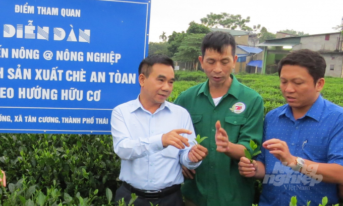 Các ô mẫu trình diễn chè hữu cơ được đã được Thái Nguyên xây dựng tại các vùng sản xuất chè, giúp nông dân dễ dàng tiếp cận, thăm quan học tập. Ảnh: Việt Bắc