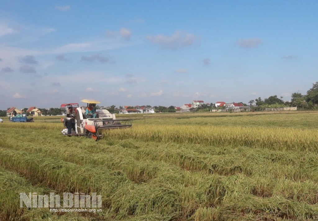 Thu hoạch lúa mùa tại xã Khánh Trung (Yên Khánh).