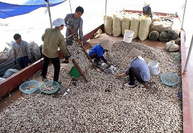 Thu hoạch ngao thương phẩm tại xã Giao Thiện, huyện Giao Thủy, Nam Định
