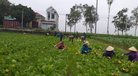 Hội viên nông dân xã Khánh Hải (Yên Khánh) thu hoạch vụ đông.