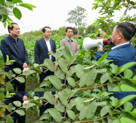 Các đại biểu lãnh đạo tỉnh thăm mô hình ổi tại xã Đồng Phong (Nho Quan)