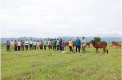 Đồng chí Đinh Hồng Thái - TUV, Chủ tịch HND tỉnh trao bò giống cho các hộ nuôi bò theo chuỗi giá trị tại xã Văn Phương, huyện Nho Quan
