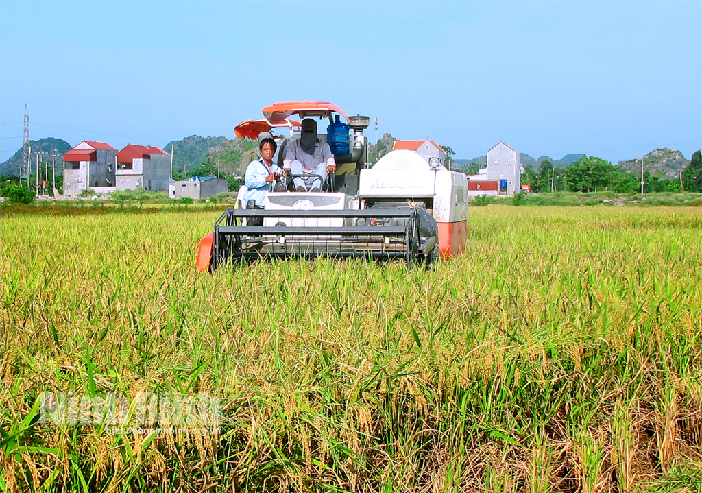 Thời tiết thuận lợi, nông dân xã Gia Vân (Gia Viễn) thu hoạch nhanh diện tích lúa đã chín.