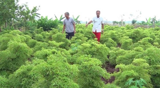 Doanh thu hàng tỷ đồng từ trồng nấm và cây dược liệu an toàn