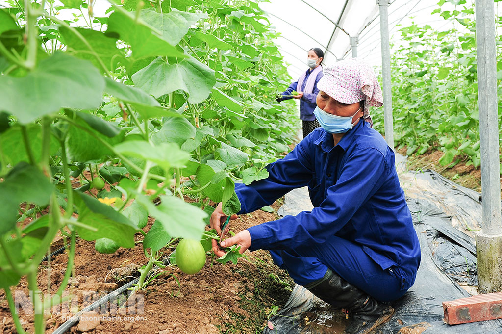 Mô hình nông nghiệp thông minh trong sản xuất rau, quả an toàn của Công ty cổ phần Đầu tư Công nghệ Xanh tại xã Khánh Cư, huyện Yên Khánh