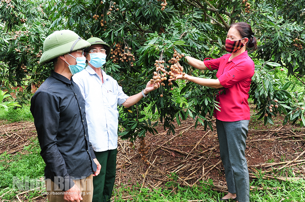 Mô hình trồng cây ăn quả đem lại hiệu quả kinh tế cho hộ gia đình tại xã Xích Thổ (Nho Quan). Ảnh: Trường Giang
