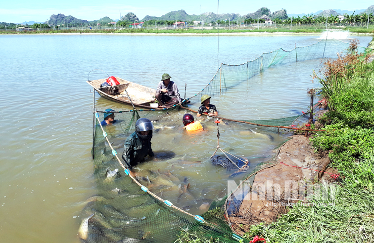 Thu hoạch cá tại HTX dịch vụ nuôi trồng thủy sản Gia Minh.