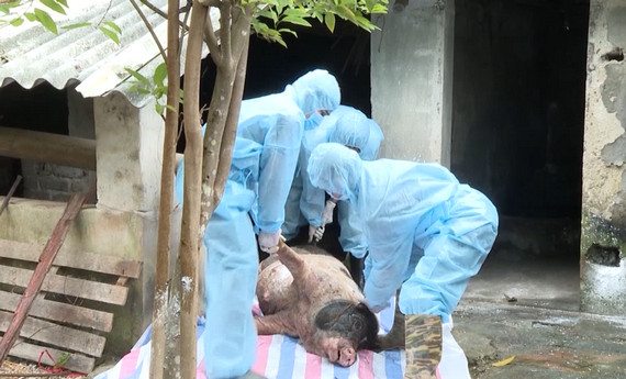 Lợn bị nhiễm dịch tả Châu Phi chuẩn bị đưa đi tiêu hủy.