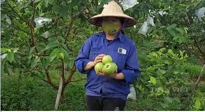 Mỗi cây ổi gia đình anh Hùng , chị Thảo thu hoạch được khoảng 25 -30 kg ổi mỗi năm. Ảnh:Thu Thủy