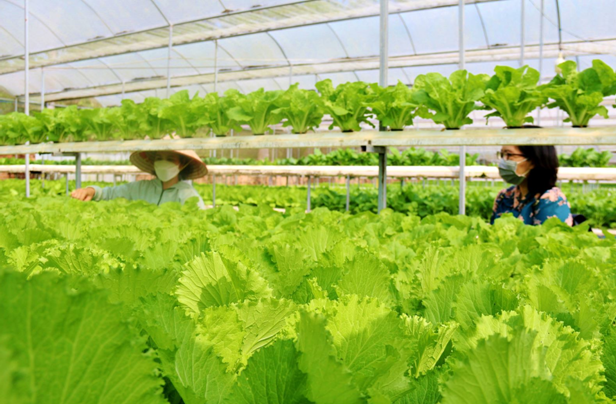 Mô hình trồng rau thủy canh thích ứng biến đổi khí hậu tại Hợp tác xã Rau an toàn Tiến Phát, huyện Đức Linh (Bình Thuận). Ảnh: TTXVN