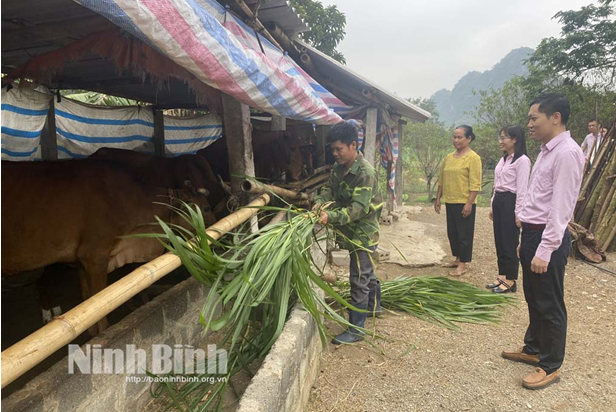 Cán bộ Ngân hàng CSXH thăm mô hình chăn nuôi bò của gia đình anh Đinh Văn Hưng, ở thôn Sấm 2, xã Cúc Phương (Nho Quan).)